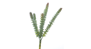 Crassula Hottentot 28cm green