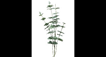 Eucalyptus Cinera lvs spray x5 90cm