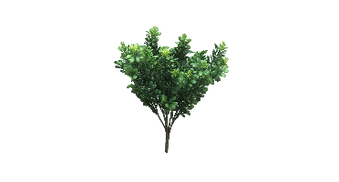 Myrthe lvs bush Lia green 33cm