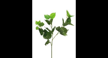 Polystichum varen groen 46cm