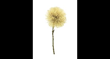 Taraxacum flower yellow 47cm