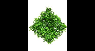Fern mat (6 month UV-protected) green 50x50cm