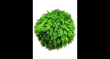 Fern ball green 50cm (6 month UV-protected)