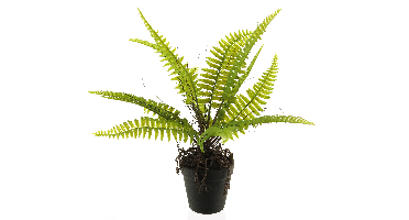 Boston fern in pot green 40cm