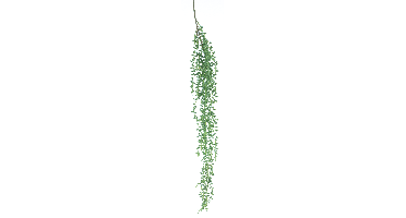 Hanging senecio spray green 86cm