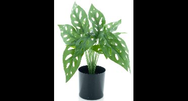 Monstera plant in pot green 30cm