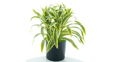 Dracaena in pot green/yellow 30cm