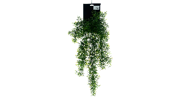 Sprengeri bush large on hang card green 65cm