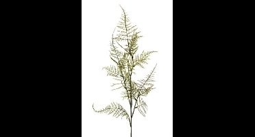 Siertak Asparagus spray 100cm.
