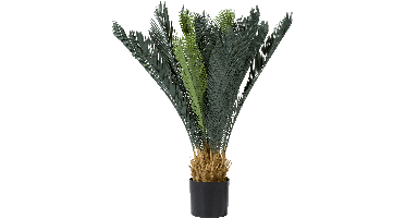 Cycas revoluta 90cm