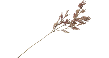 Siertak Mimosa leaf spray