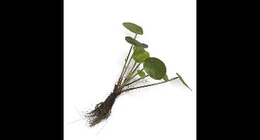 Siertak Pilea bush with roots