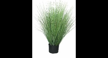 King festuca green in pot 76cm