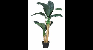 Banana tree in pot 120cm