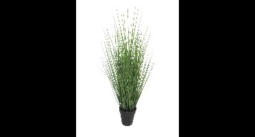 King festuca groen in pot 61cm