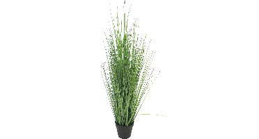 King festuca green in pot 86cm