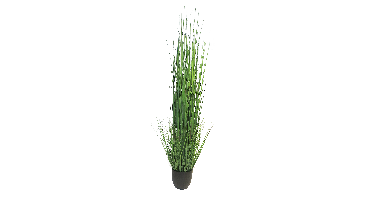 King festuca green in pot 150cm