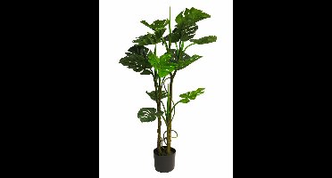 Monstera deliciosa green 120cm