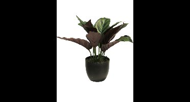 Calathea zonneschijn in pot 25cm