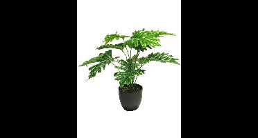 Philodendron zonneschijn in potgroen 46cm