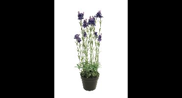 Lavender plant w/pot purple 65cm