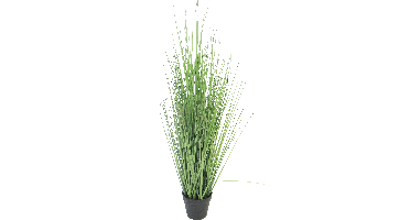 King festuca greenw/pot 115cm