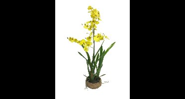 Oncidium Malibu in pot yellow 90cm