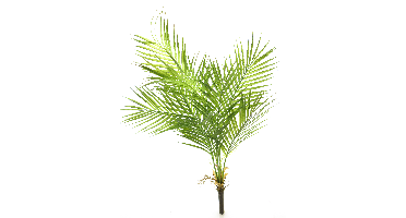 Areca palm green 91cm