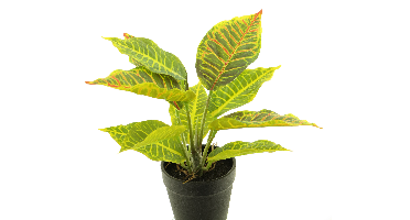 Croton variegatum green/yellow 25cm