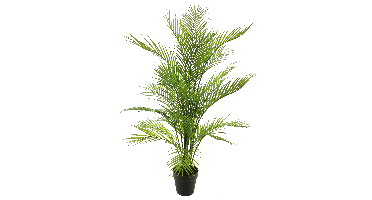 Areca dypsis in pot green 93cm