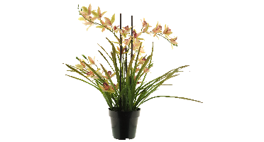 Meadow orchid plant w/pot pink 71cm