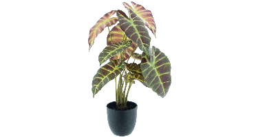Caladium in pot purple 50cm