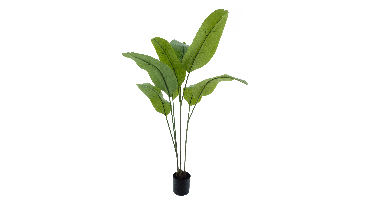 Strelitzia Malibu in pot green 130cm