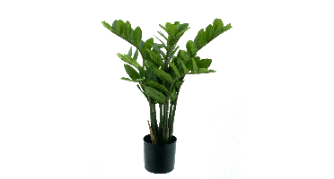 Zamio culcas in pot green 60cm