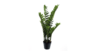Zamio culcas in pot green 90cm