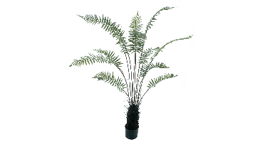 Fern tree in pot green 150cm