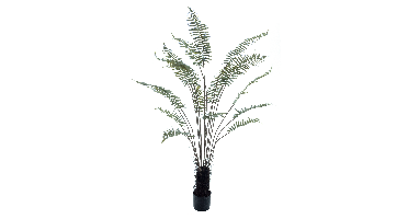 Fern tree in pot green 180cm