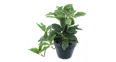 Tradescantia plant in pot lt green 16cm