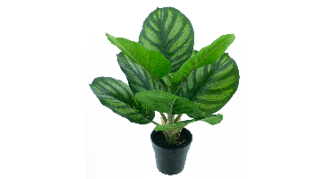 Calathea plant in pot green 40cm