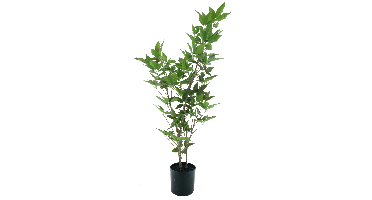 Aralia tree in pot cream/green 100cm