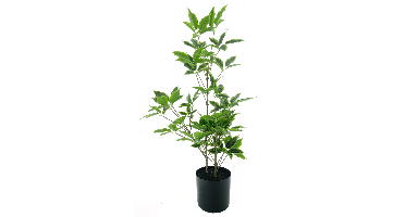 Aralia tree in pot cream/green 60cm