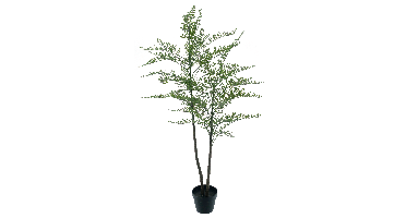 Maidenhair fern Cuba in pot green 140cm