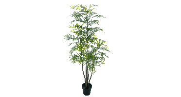 Palm Bonaire in pot green 180cm
