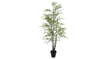 Maidenhair fern Cuba in pot green 180cm