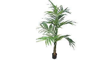 Kentia palm Alton w/pot 180cm