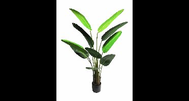 Strelitzia Nicolai medium green 160cm