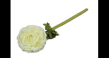 Ranonkel 52cm Magnum creme