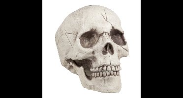 Schedel Jawbone met beweegbare kaak