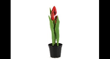 Tulp in pot Rhona rood