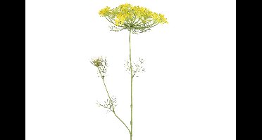 Heracleum sphondylium